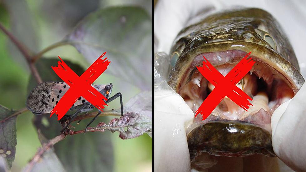 Have You Seen These 5 Invasive Species In New York? They Need To Be Killed and Left for Dead