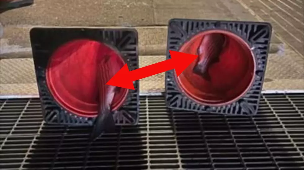Fish Inside New York Construction Cones? You Won't Believe It