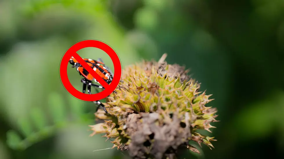 Kill This Invasive Insect In New York This Spring