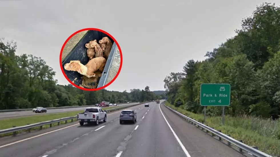 6 Puppies Abandoned At This New York State Rest Area