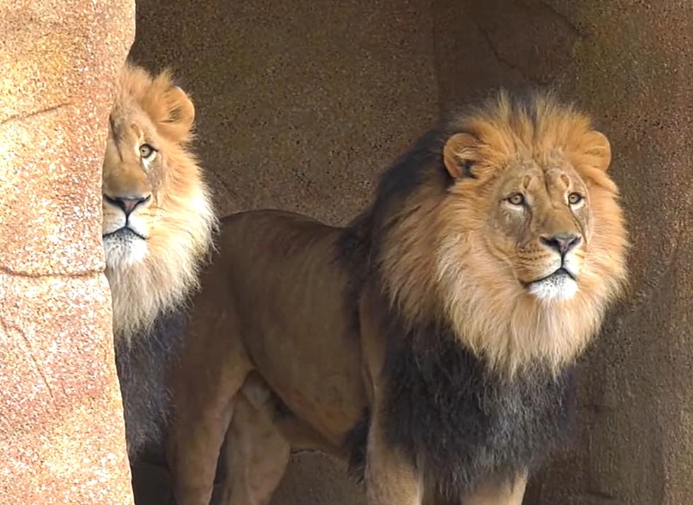 Watch and Listen to 2 Illinois Zoo Lions Roar for their Birthday