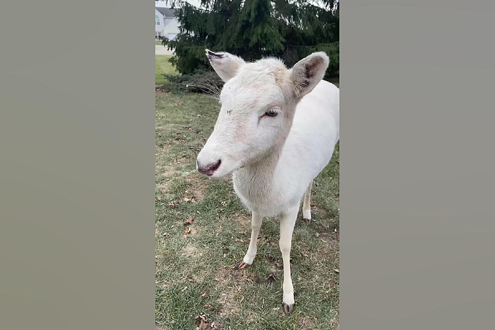 Midwest Family Shares Video of Rare White Deer in their Backyard