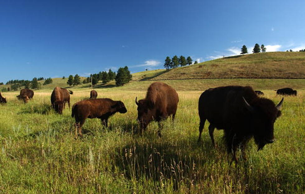 Bison Hunt Begins November 15 In Southwestern Montana