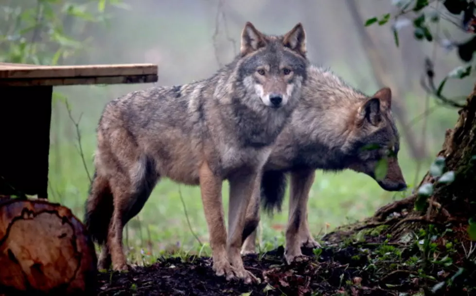 Friday Fun Facts About Wolves
