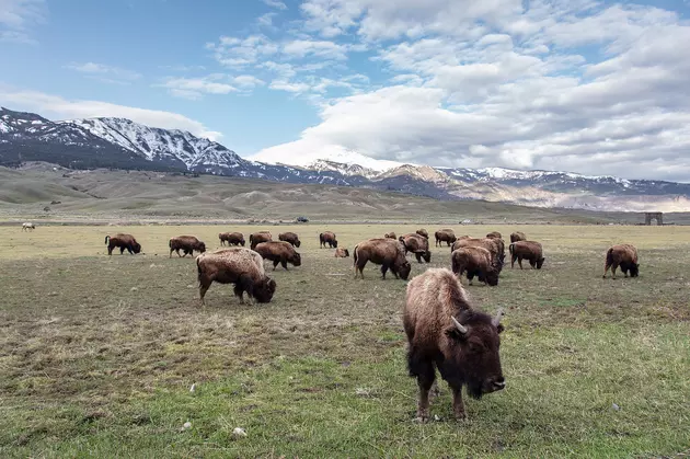 Yellowstone bison given to tribes to help reduce slaughters