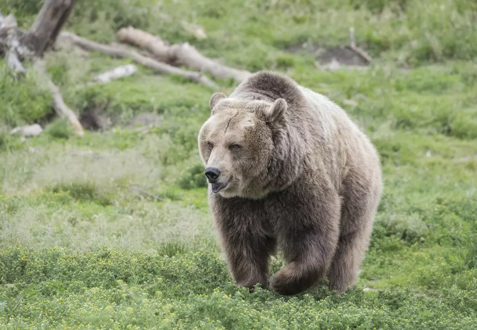 Congress to weigh permanent protections for US grizzlies