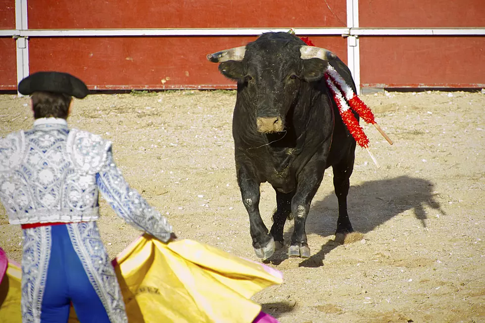 Bullfighter Gored to Pieces By Ferocious Bull [VIDEO]