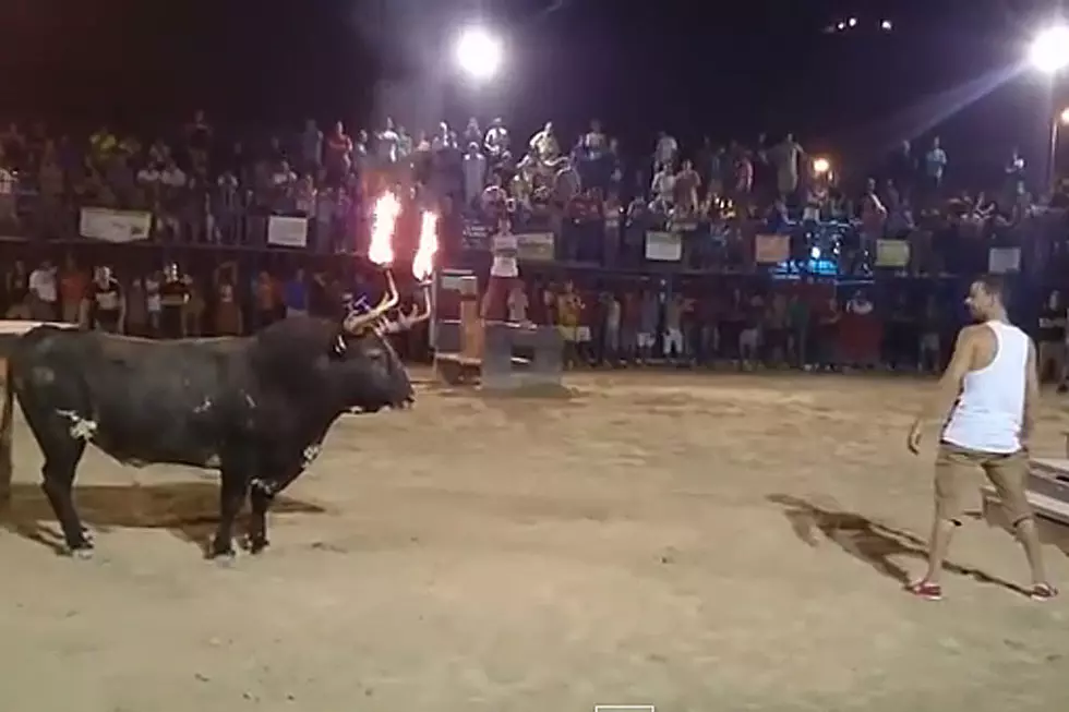 Bull with Horns on Fire Teaches Silly, Silly Man Who’s Boss