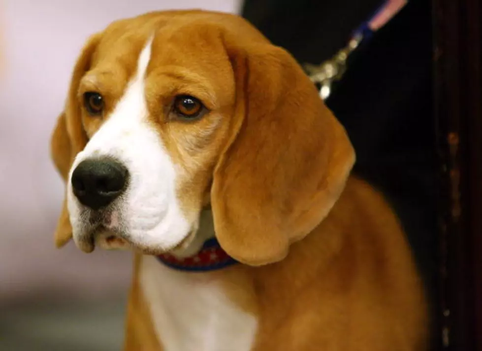 Happy Ending for a Badly Injured Beagle