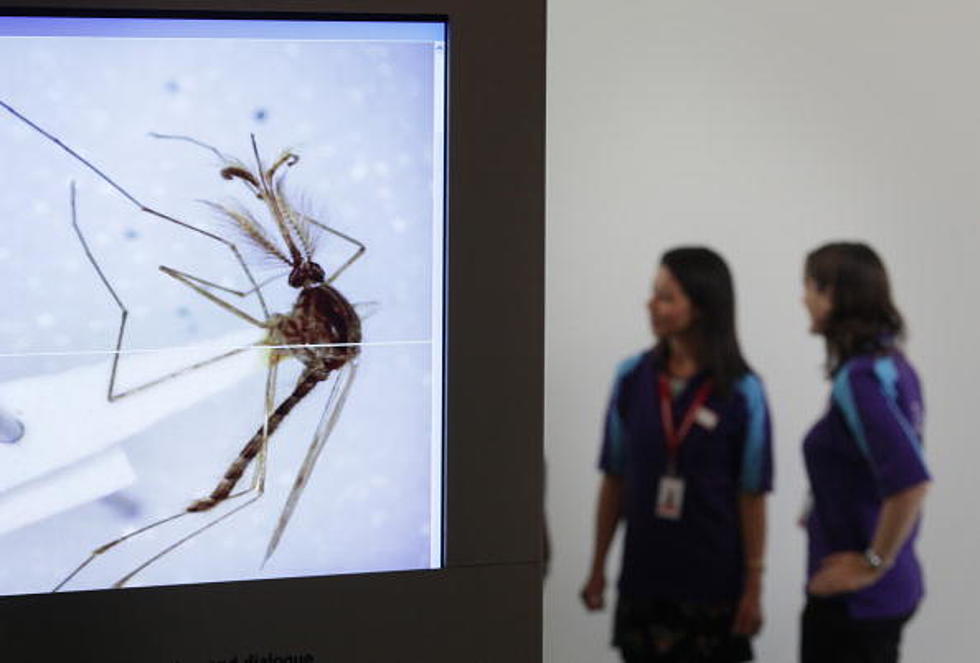 New York State Health Department Warns of Mosquito Bites