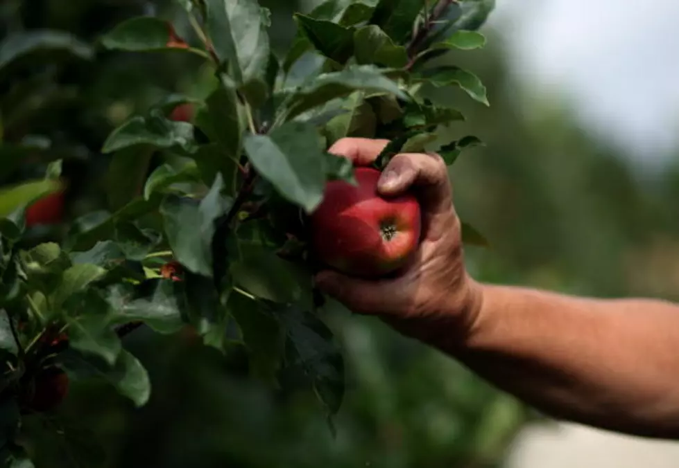 Apple Picking Places in Capital Region