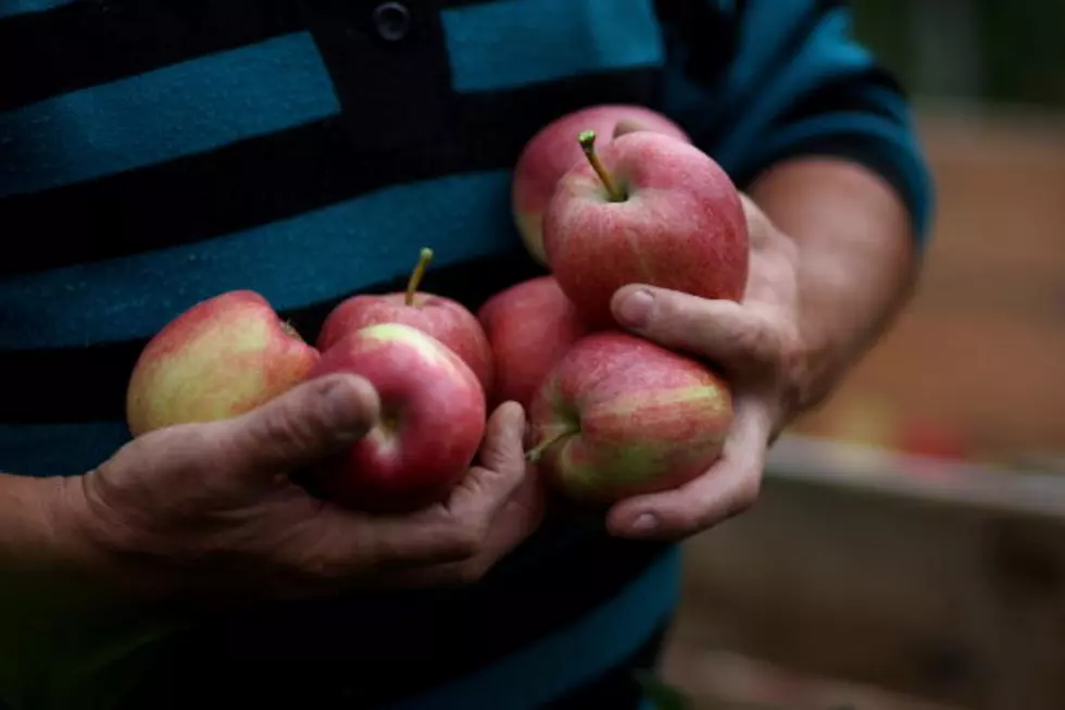 Apple Festival This Weekend