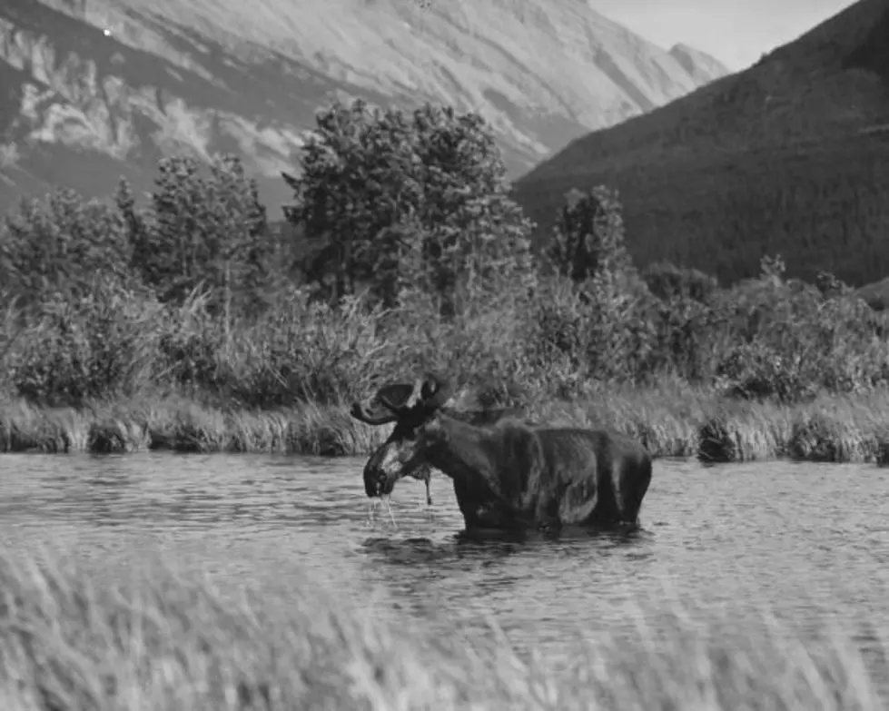 Moose Loose In The Adirondacks