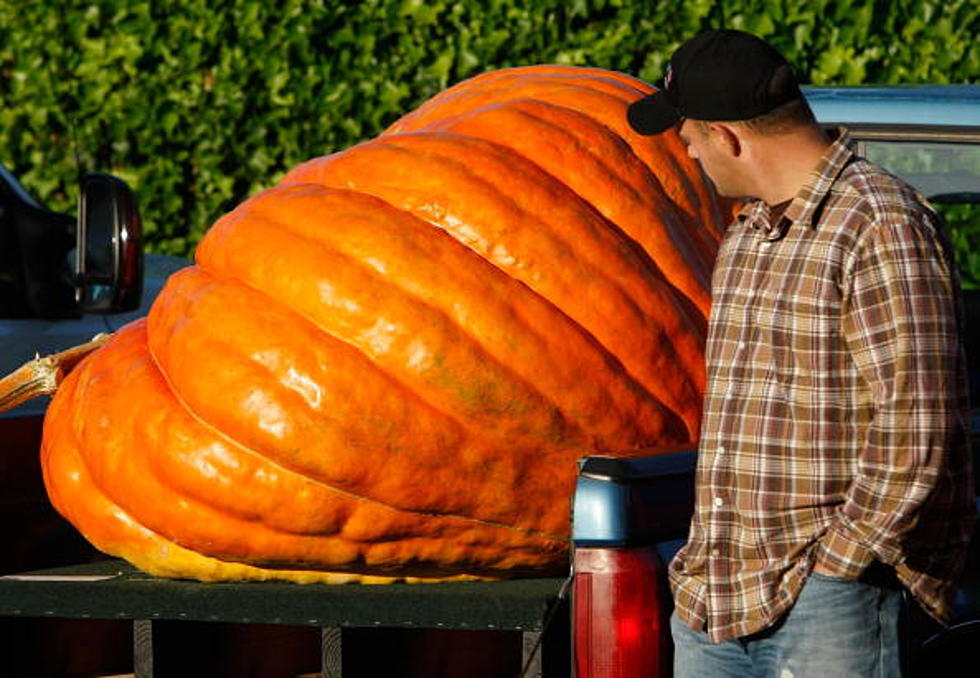 New York State’s Largest Pumpkin Crowned Outside Buffalo