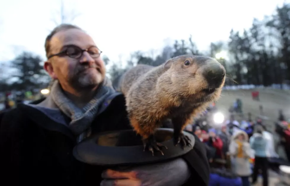 Groundhog Makes Prediction Of Our Winter Fate
