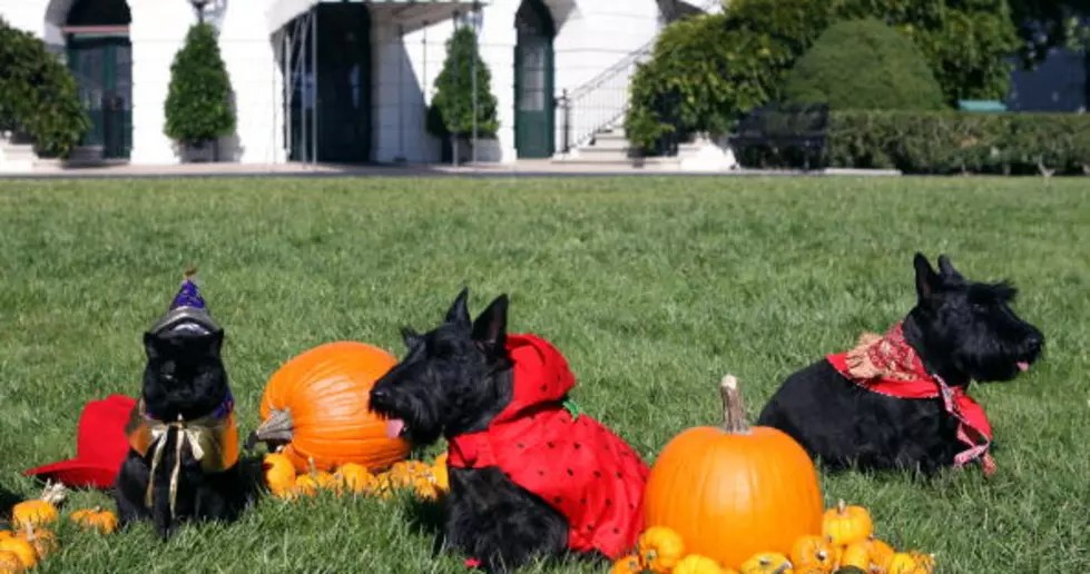 Dressing Up Your Pet For Halloween?