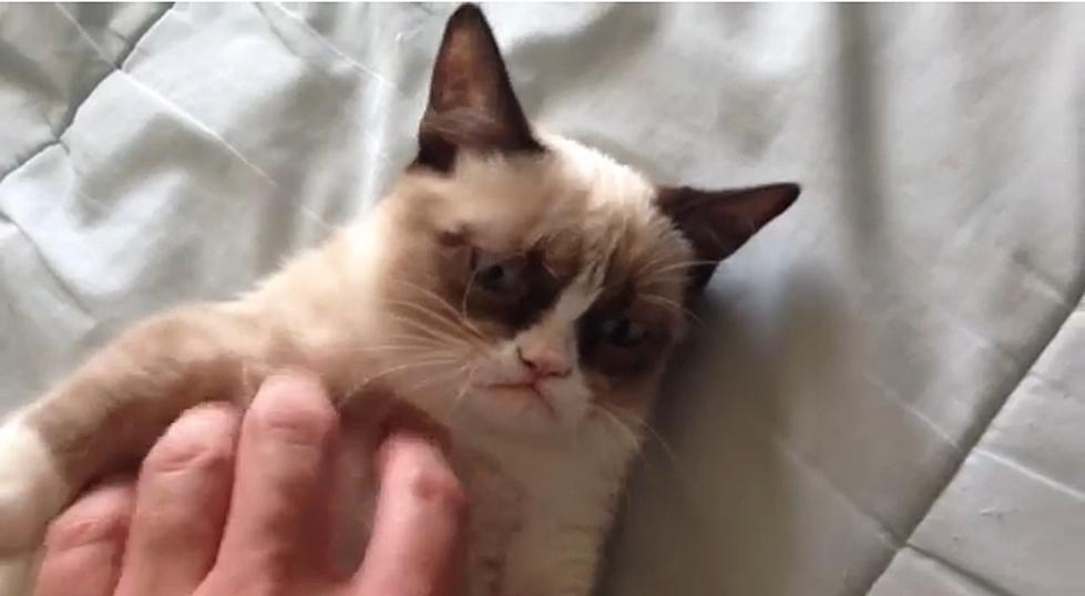 Grumpy Cat Gets Her Own Movie