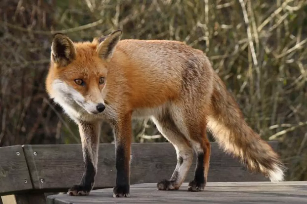 Nine Year Old In The Town Of Saratoga Bitten By A Fox