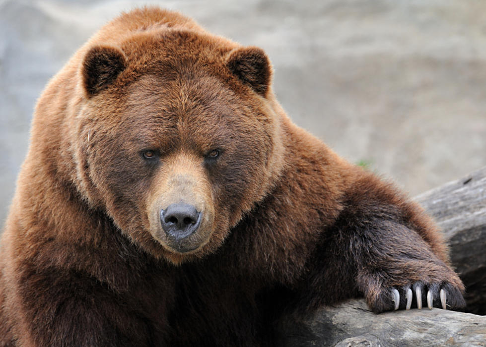 Hiker Stabs Bear With Knife