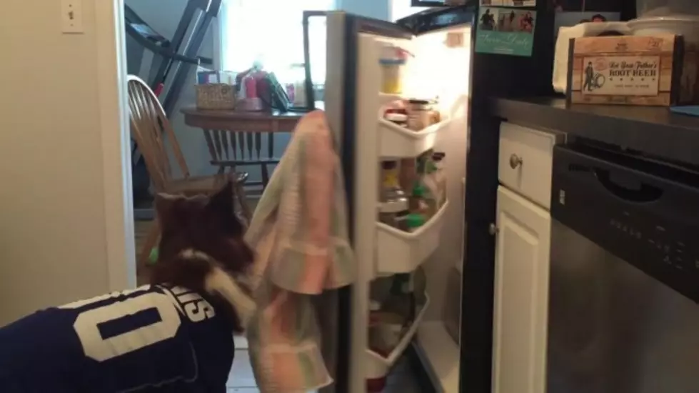 Smartest Dog Ever And He&#8217;s A Football Fan! [VIDEO]