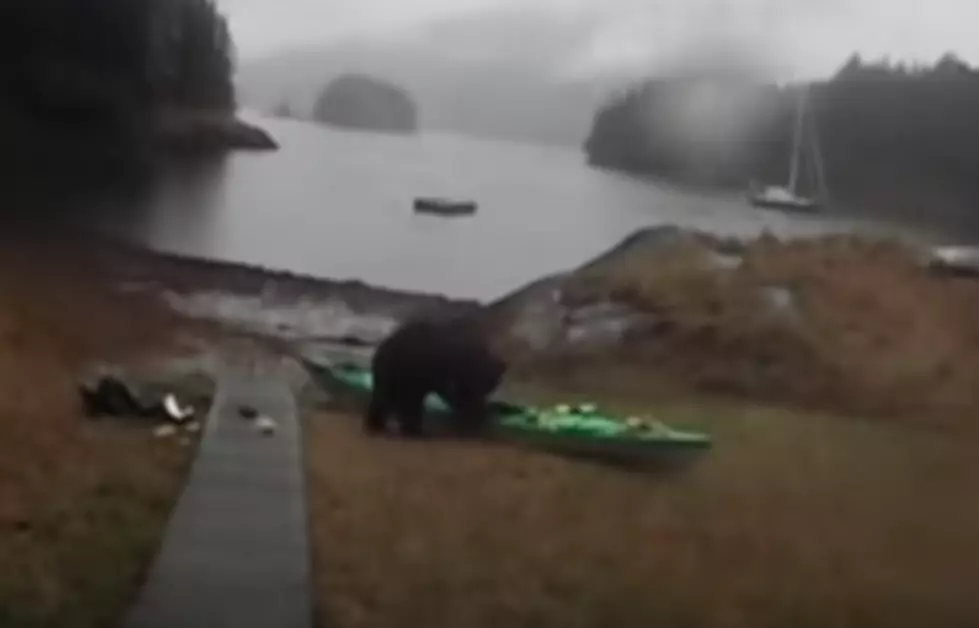Woman Tries to Talk Bear Out of Eating Her Boat and it’s Hilarious! [Watch]