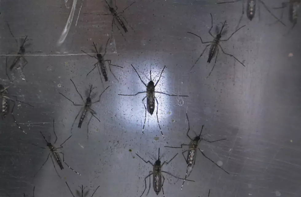 Should You Be Worried About The Zika Virus?