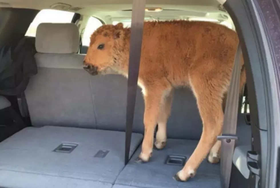 Baby Bison Put to Death After Misguided ‘Rescue’ Attempt