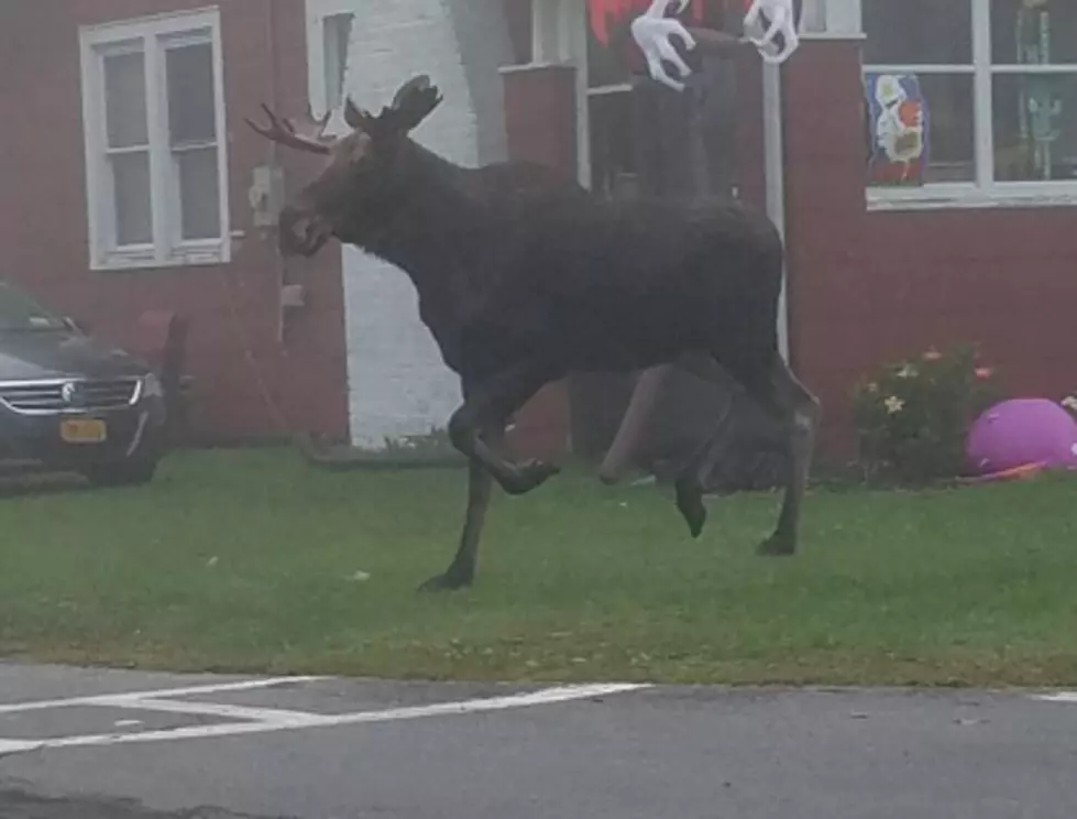 See the Moose on the Loose in Downtown Gloversville [PHOTOS]