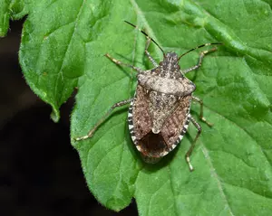 Bug Season is Back- Here&#8217;s How To Make Stink Bugs Ex-Stinked