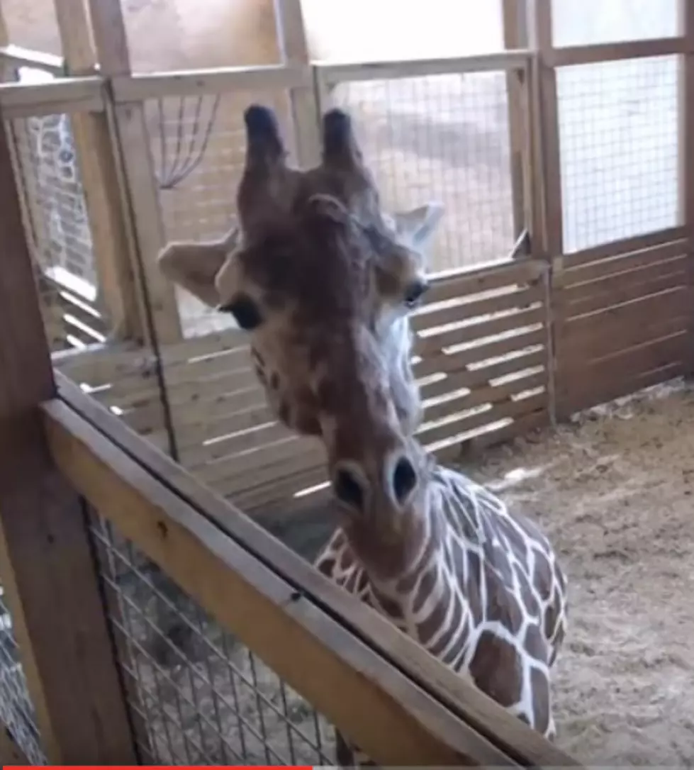 April The Giraffe Real or April Fool&#8217;s Hoax? [VIDEO]