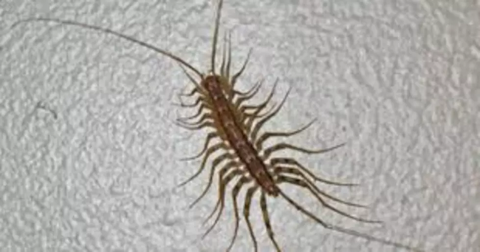 House Centipede That Almost Killed Me