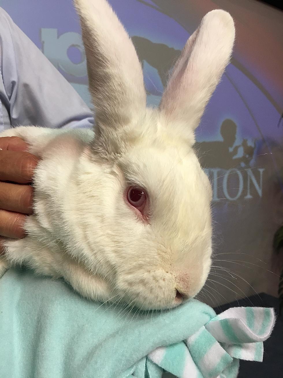Adopt this Bunny with the Best Name Ever! [VIDEO]