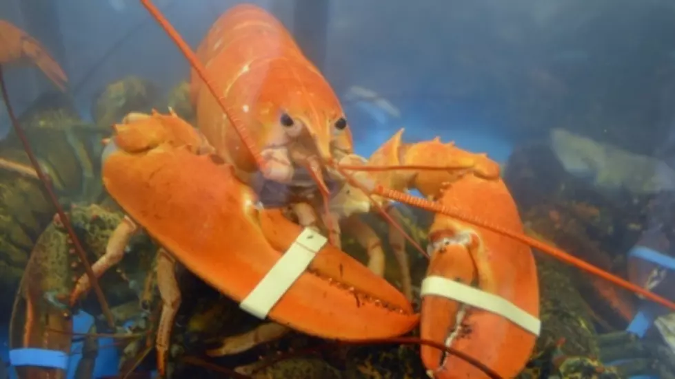 Rare Orange Lobster Found In Latham