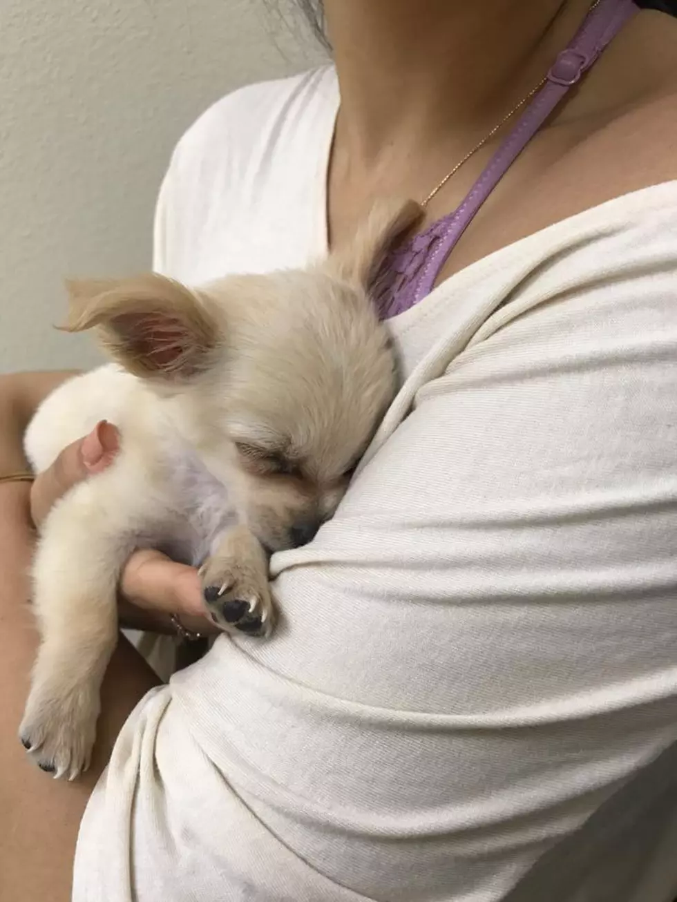 Puppy Left in Airport Bathroom With Note Asking for Help