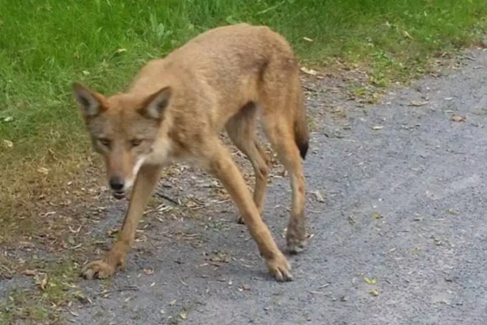 Menacing and Dangerous Coyote Killed