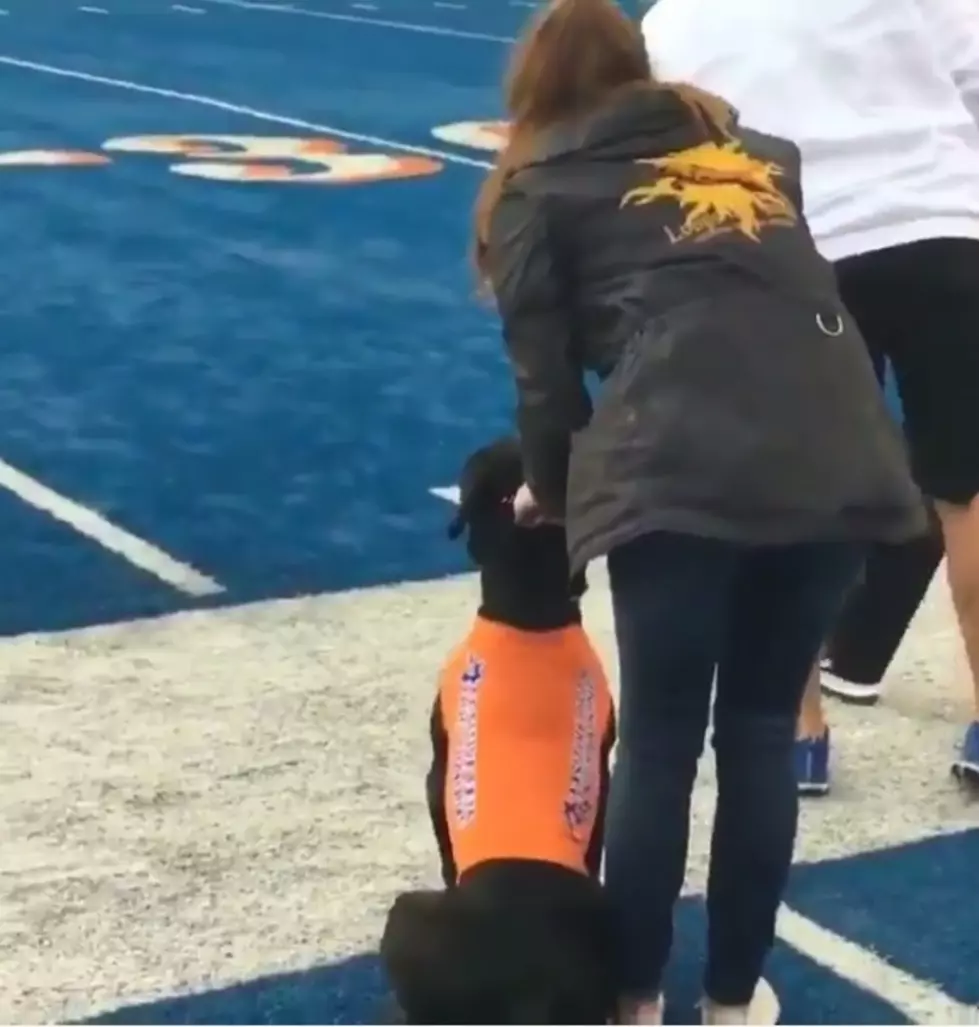 Boise State's Football Playing Dog Going Viral [VIDEO]