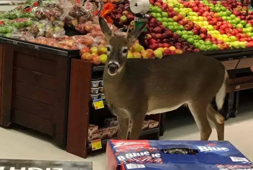 Deer Goes Grocery Shopping At Price Chopper [PHOTOS]
