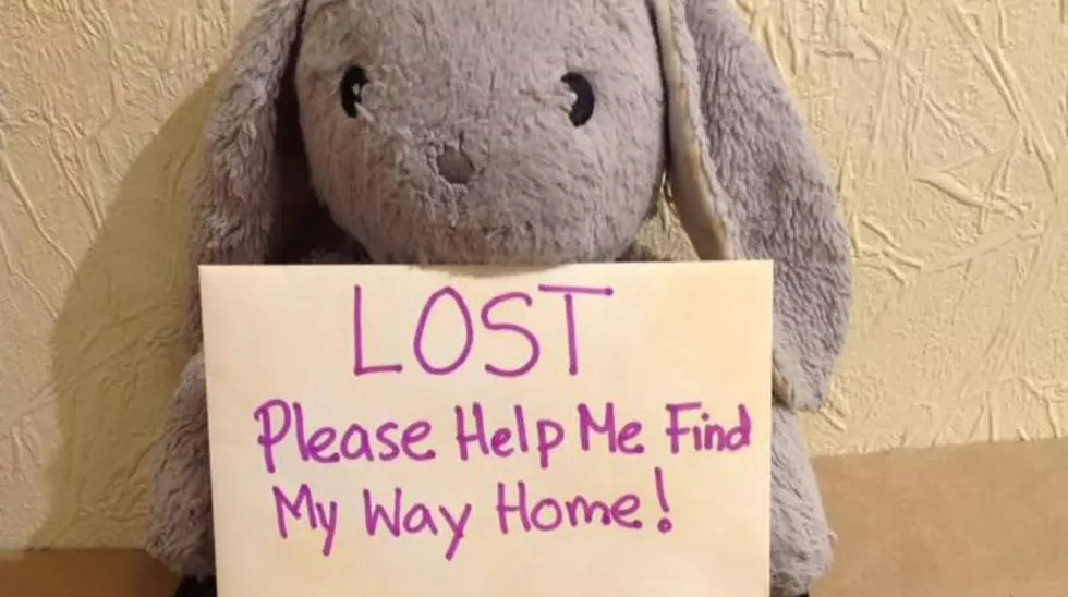 Help Local Bunny Find Missing Kid [PHOTO]
