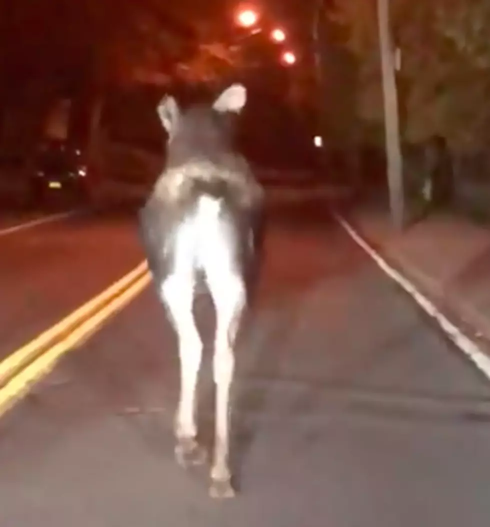 Misplaced Moose Moseys Through Downtown Hudson (VIDEO)