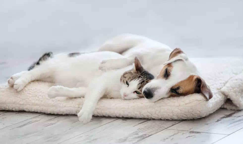 How to Make Your Home Safe for Older Pets