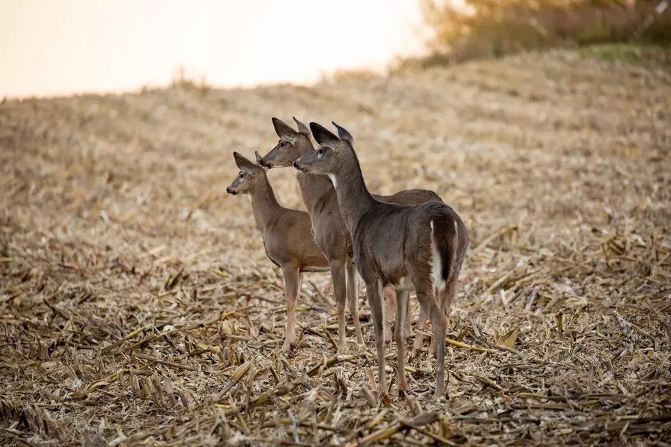Hunters be on Lookout For Diseased Deer
