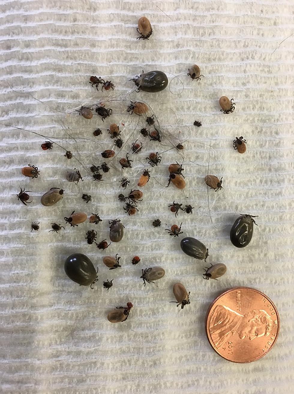 Whoa! Did You See the Ticks This NY Vet Got off a Cat? [PHOTO]