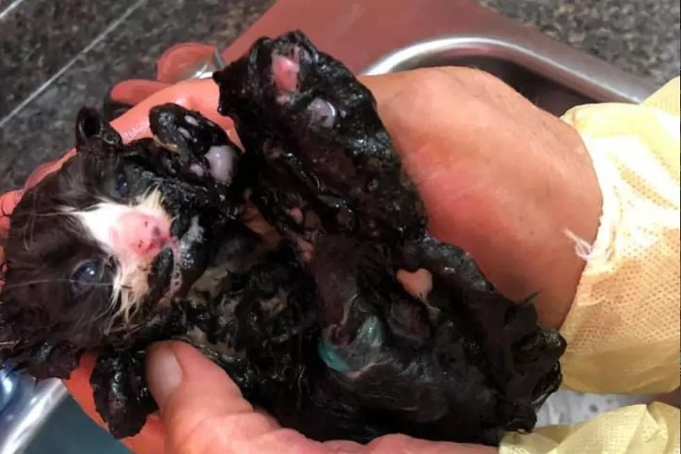 Tar-Covered Kitty Saved In Hudson, Fighting for Life [PHOTOS]