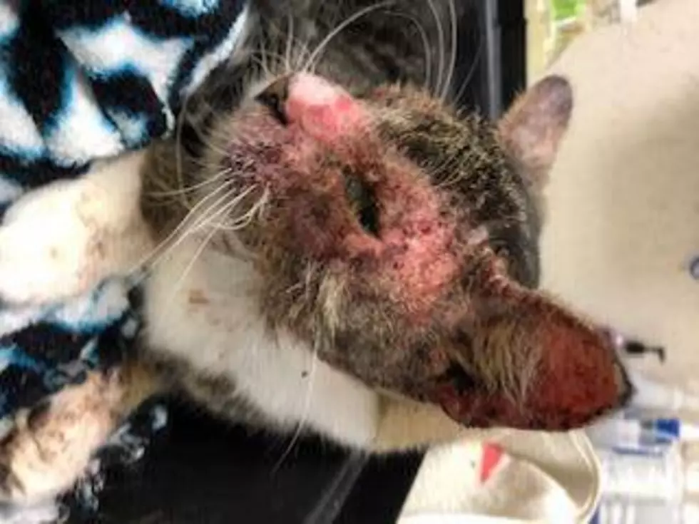 Police Find Burned Abandoned Cat In Clifton Park