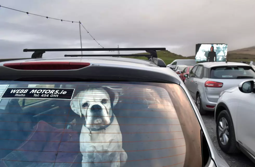 New Law Saves Dogs In Hot Cars