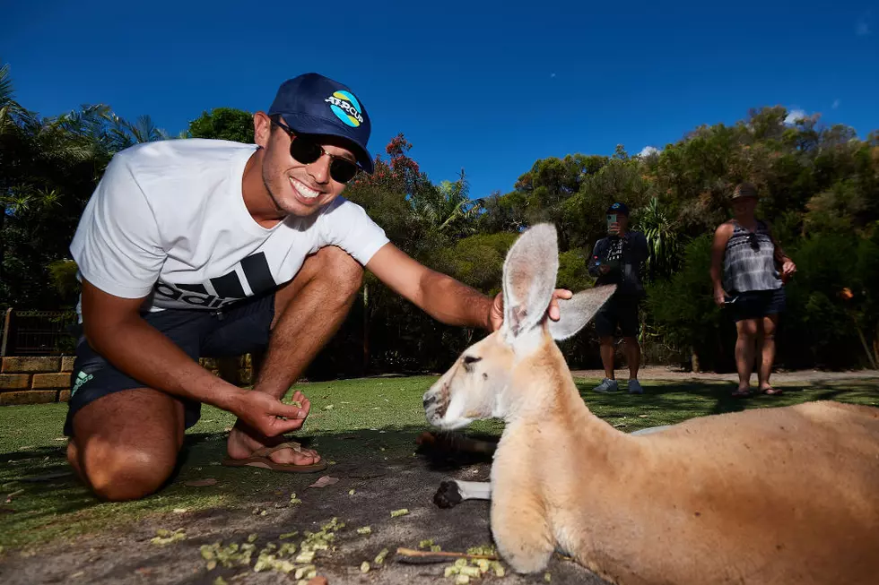 Feed and Hold Kangaroos This Spring in New York