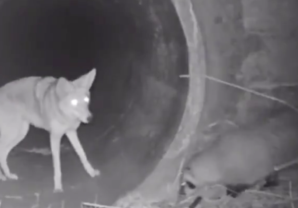 Wildlife Cam Catches Coyote + Badger Being Best Buds