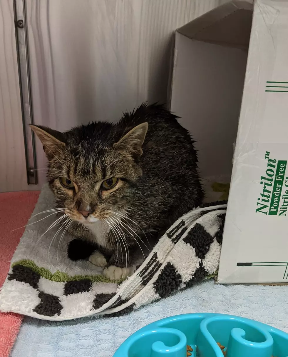 Round Lake Woman Rescues Plowed-In Kitty