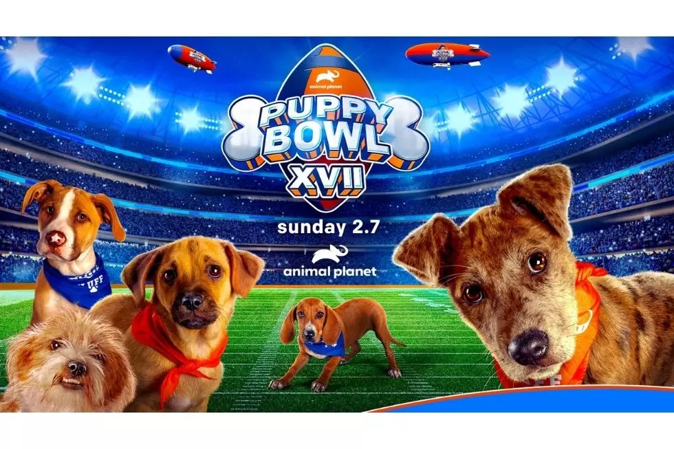 Glens Falls Hosts This Years&#8217; Puppy Bowl [VIDEO]
