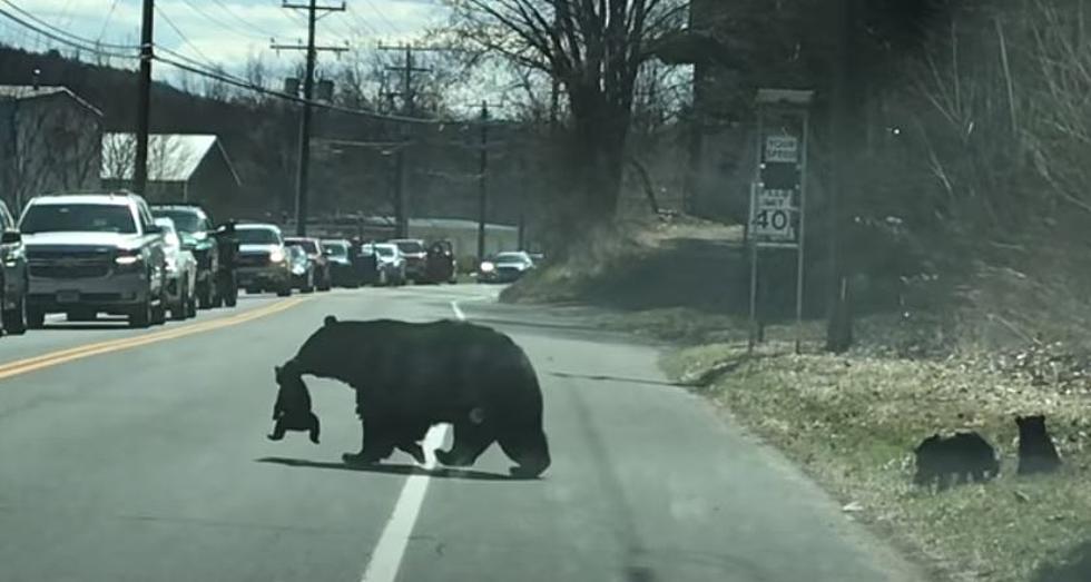 Commuters Bear Witness as Mama Struggles with Unruly Cubs [VIDEO]